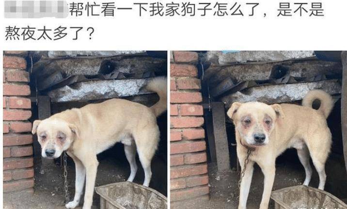 我家狗子是发生什么事了吗？是熬夜太多了吗？